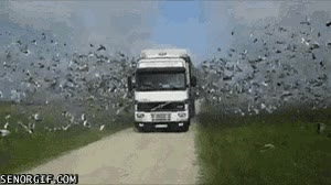 fuga,spam,mensajeras,palomas,escapar,cami&oacute;n,pajaros