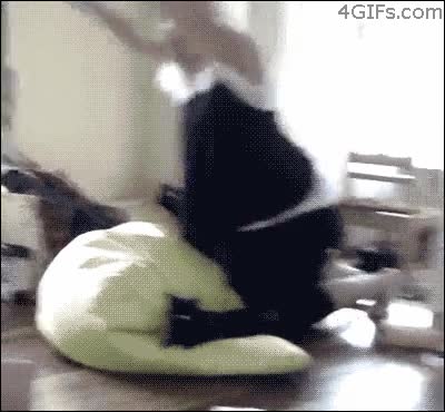 catapulta,volando,cojín,volador,gato,malditos humanos