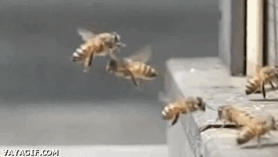 caída,golpe,torta,mamporro,choque,abeja,abejas