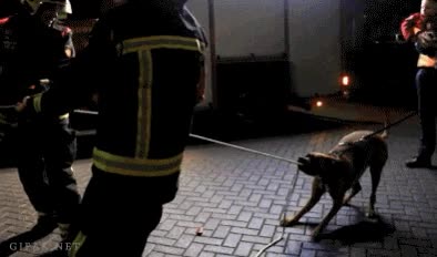 perro,amigo,bomberos,ayuda,cuerda