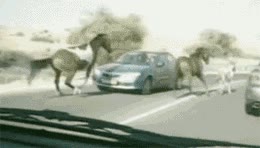esquivar,caballo,chocar,coche,saltar