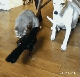 mascotas,cuidadores,cuervo,comer,amigo,perro,gato