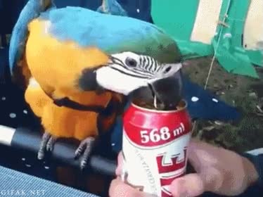 abrelatas,pico,loro,cerveza,abridor,lata