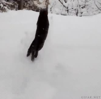 narnia,desaparecer,gato,nieve,salto