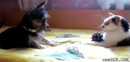 perro,gato,pelea,pelota,loco