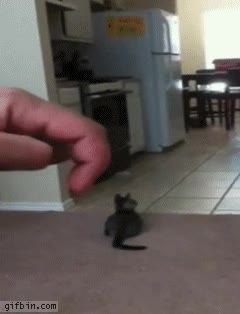 perspectiva,mano,dedo,ilusion,gato