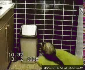 Huron,Mascota,Ferret,Papelera,Salto