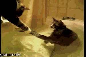 baño,agua,bañera,gato