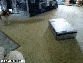 caer,trampa,perro,caja,atrapar