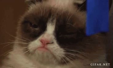 gato gruñon,grumpy cat,dejar,gato,en paz,señor