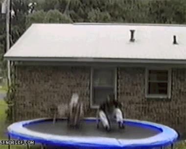 rebote,fail,amigos,trampolin,cama elastica