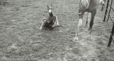 recien nacido,cachorro,bebe,patoso,caballo,patas,caer,torpe
