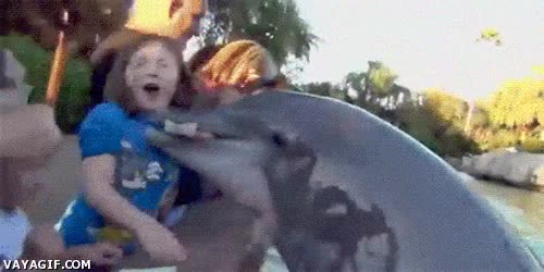 acuario,ataque,delfines,morder,mano,ni&ntilde;a
