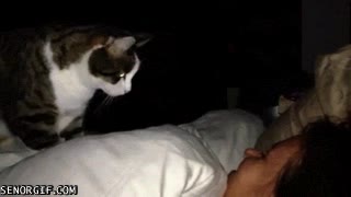 cuidado,gato,despertador,suave,alarma