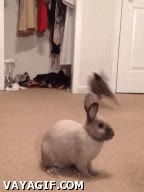 conejos,hola,salto,bugs bunny