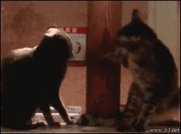 gato,pelea,rabioso,azotar,zarpa