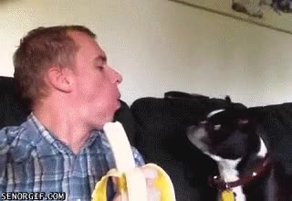 bulldog frances,perro,coger,platano,escupir,banana