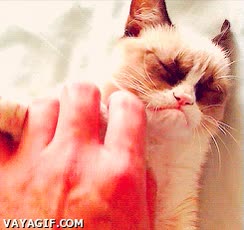 gato,expresión,mala hostia,mala leche,grumpy cat