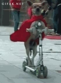 antifaz,capa,superdog,patinete,perro
