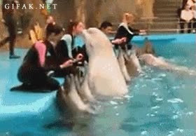 beso,piscina,delf&iacute;n,marsopa,cuidadoras,acuario