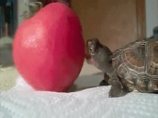 comer,comida,intentar,morder,tomate,manzana,troll,tortuga