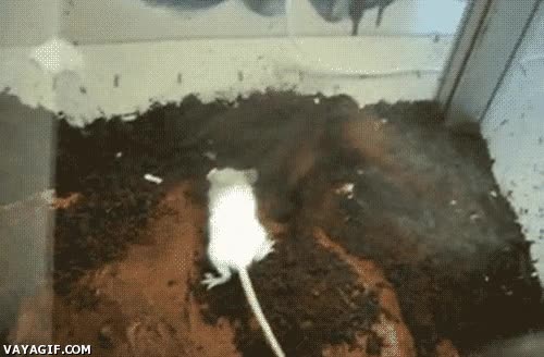 araña,raton,tierra,muerte