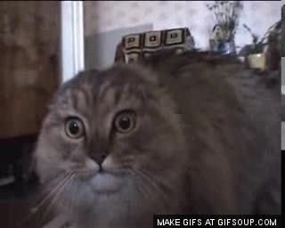 raro,ojos grandes,gato,hambre,whiskas,sabroso