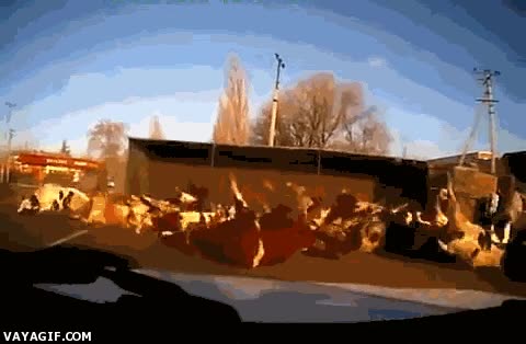 accidente,vacas,camion,vuelco,volteretas