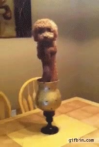 quieto,inmovil,de pie,perro,florero,mesa