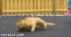 gato,cama elástica,saltar,descoordinación