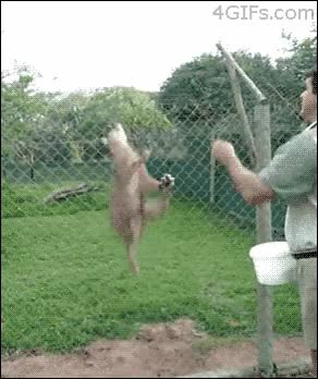 carne,salto,gato caracal,reserva,animales salvajes,tres metros