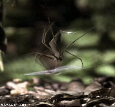 telaraña,cazando,araña,presa,alimento,naturaleza