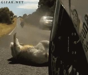 moto,koala,chuck norris,atropello,sale ileso