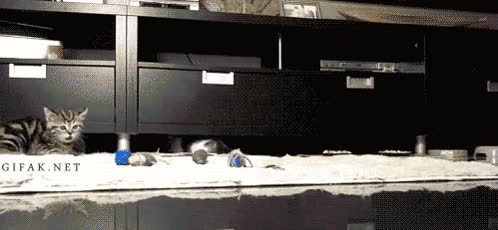 salir corriendo,susto,gatos,madre,hijos,alfombra