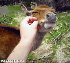 Animal,Que es ese animal,Placer,Gustito,Ciervo,Acariciar,Rascar