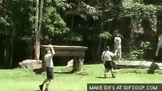 tres metros,tigre,saltar,llegar alto,zoo,espectaculo