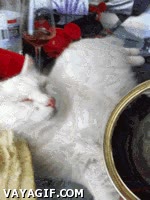Hay muchas maneras de despertar a un gato, pero ninguna mejor que ésta gato,lata de comida,despertarse,oler,olor,whiskas
