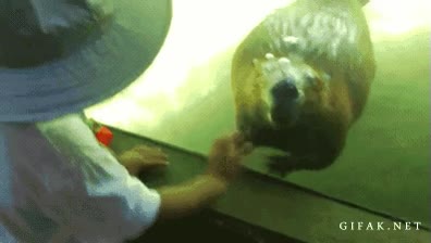 saludo,castor,niño,acuario,zoologico,hola,marmota