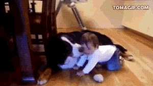 limpiar,chocolate,tierno,risa,bebé,perro,mascota