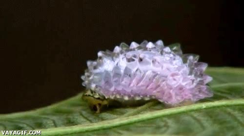 oruga,cristal,raro,insecto,naturaleza