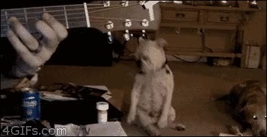 bulldog,Perros,ritmo,musica,bailar,guitarra