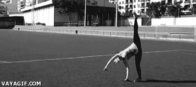 rueda,chica,piernas,me gusta,acrobata,if you know what i mean,gimnasta