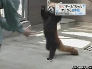 caminar,a dos patas,levantarse,panda rojo,monstruo,feroz