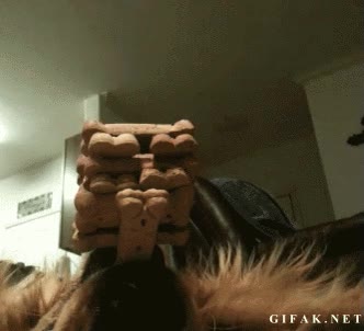 Galletas,Quieto,Inmovil,Esfuerzo,Concentraci&oacute;n,Equilibrio,Perro