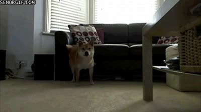 akita inu,shiba inu,aparcar,de espaldas,perro,sofá,subir