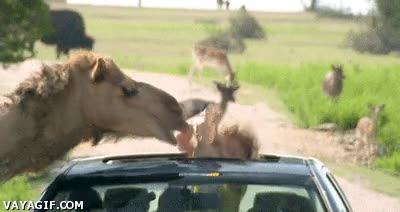 Cuando te vas de safari y un camello quiere devorar a tus hijos camello,safari,comer,niños,dromedario