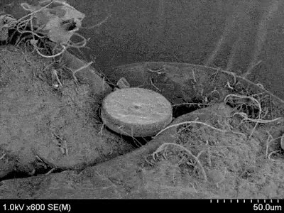 microscopico,microscopio,bicho,acaro,ojo,bacteria