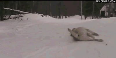 arrastrarse,perro,nieve,deslizarse