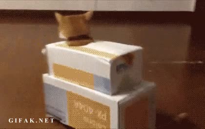 epson,gatanque,cajas,carton,tanque,gato