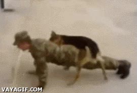 uniforme,salido,flexiones,perro,Ejercito,tirar,cachondo,soldado